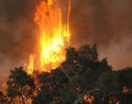 Businesses donate millions to bushfire appeal