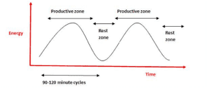 Ultradian rhythms graph