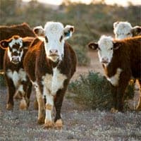 cattle in Australian desert setting with sun setting behind