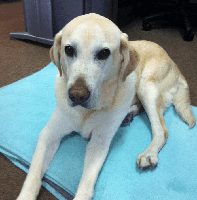 newton labrador in office