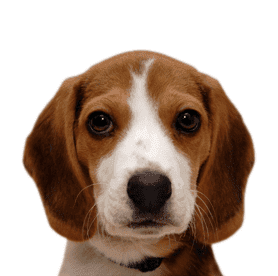 Cute Puppy from PawsForLife.com.au