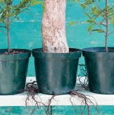 Trees growing in pots