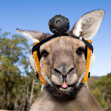 Kangaroo with a camera attached to its head - Google April Fools Joke