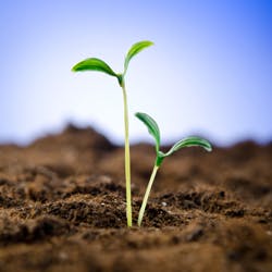 Seedling planted in ground, to represent growth