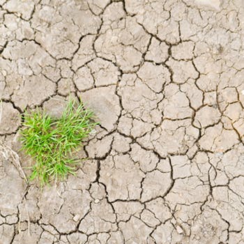 Dry and cracked ground, with single green plant