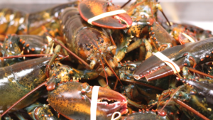 Australian sustainable packaging startup Planet Protector Packaging has been one victim of the Chinese-Australian trade tensions, after their deal to provide the packaging of rock lobster exports was put on hold.