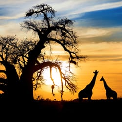 Investors look to Africa for new opportunities