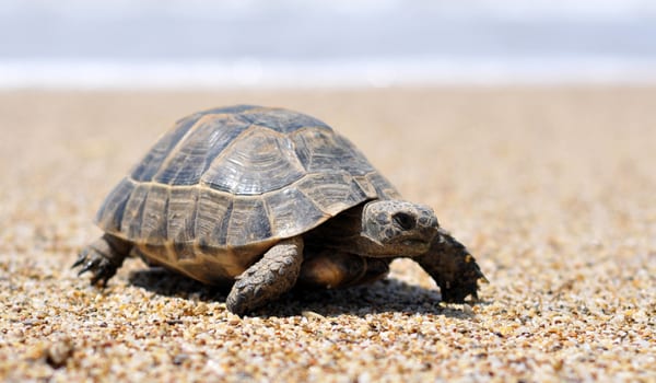 How to make better decisions: slow down