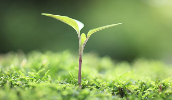 Sustainability front and centre for business