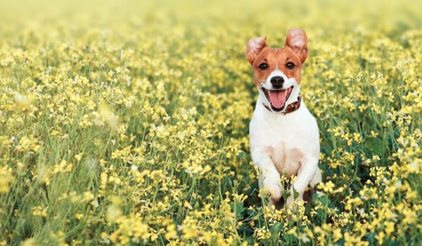 Is your business going to the dogs?