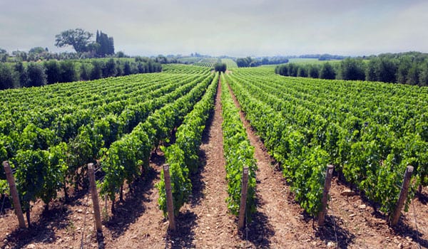 Wine grape diversity decreasing, but thirst rising