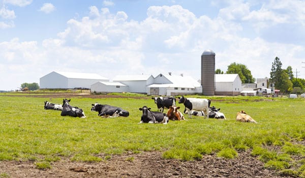 Consortium of NSW dairy farmers win milk wars battle
