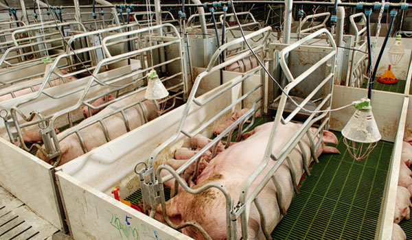 Progress made in scrapping sow stalls