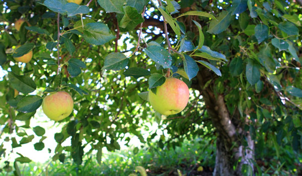 Tasmanian jobless told to pick fruit