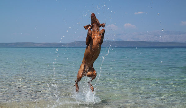 Free tools to get small business running with the big dogs