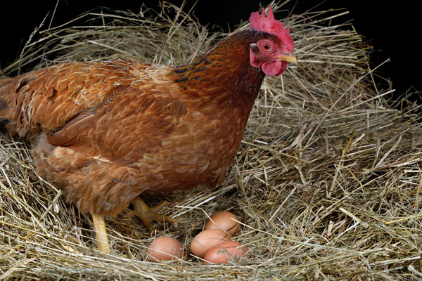 Poached: Egg cartel plans scrambled