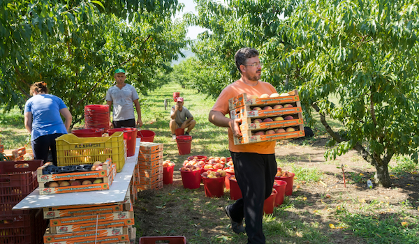 Push to help local food producers win more government tenders
