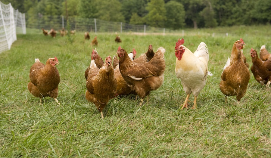 Egg industry reminded to review free range claims