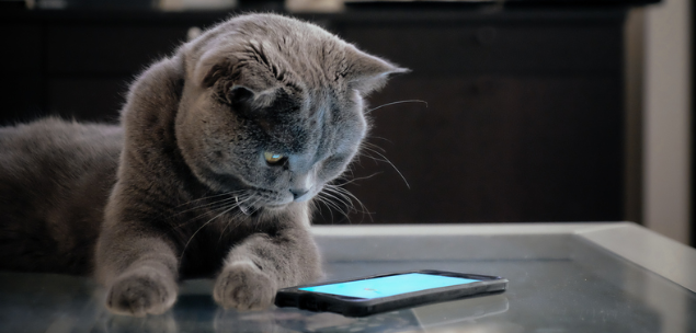 Forget funny cats: Why your Business Needs Video Content and how it can easily create it