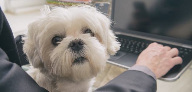 Do office dogs boost moral and decrease stress?