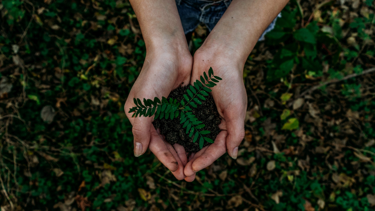 100 million trees by 2025: Mastercard’s Priceless Planet Coalition