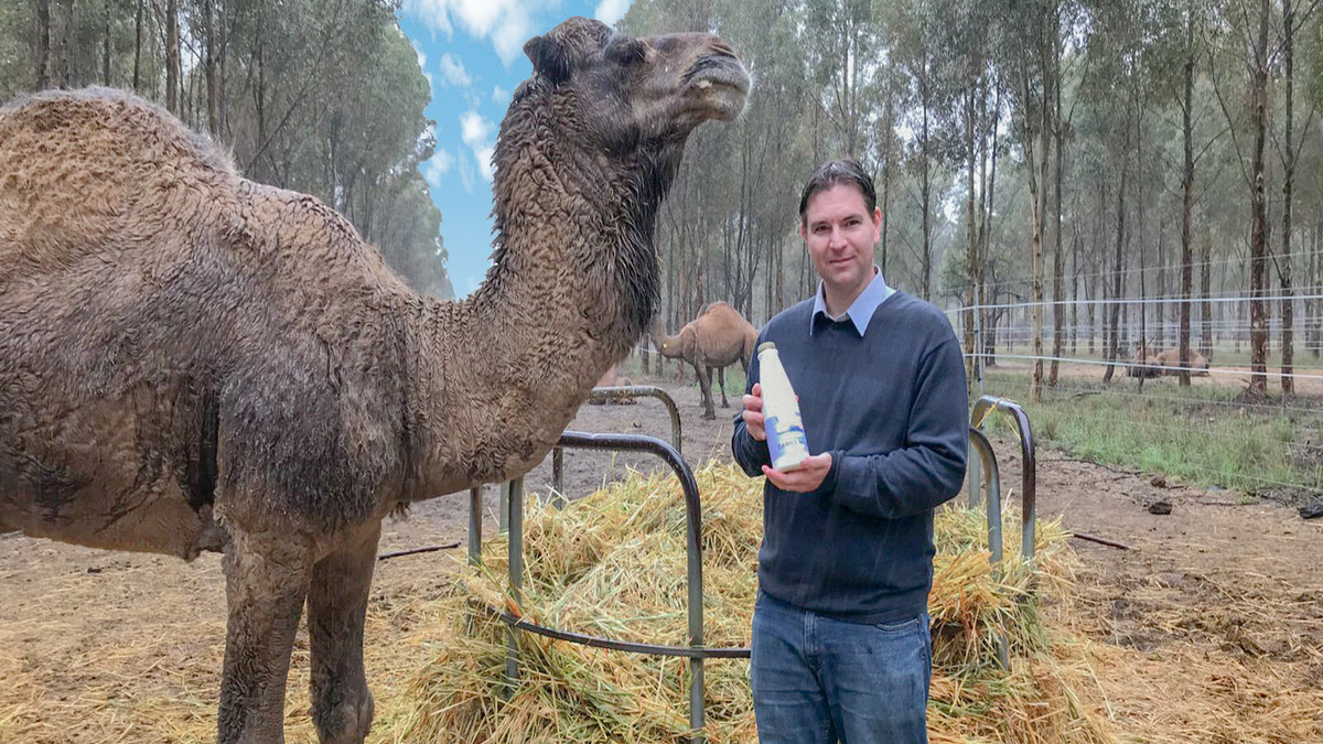 Good Earth Dairy: This Australian ‘non-dairy milk’ company is betting big on camel milk